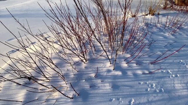 Red osier dogwood (Cornus sericea) branches casting long shadows over pristine snow on a frozen shoreline during golden hour.