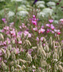 Obraz premium Wide variety of biodiverse, bee-friendly, colourful flowers growing at Wisley garden, Woking, Surrey, UK.