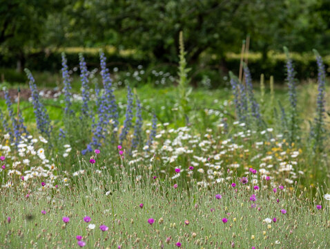 Wide variety of biodiverse, bee-friendly, colourful flowers growing at Wisley garden, Woking, Surrey, UK.