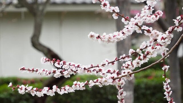春の訪れを感じる亀戸天神社の白い梅の花