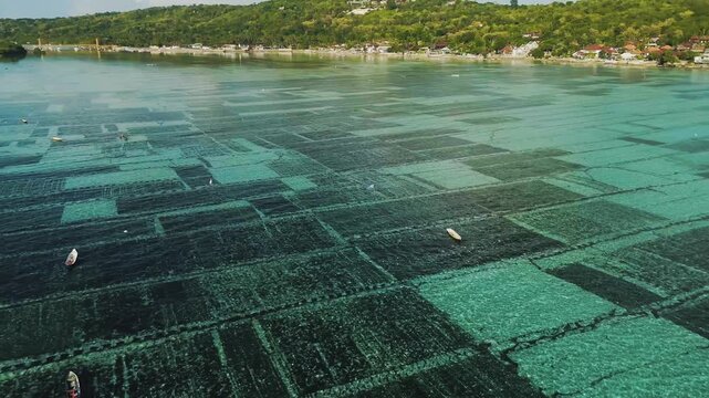 Aerial view of seaweed farming plots in the clear turquoise waters near Nusa Lembongan, Nusa Penida, Bali, Indonesia.