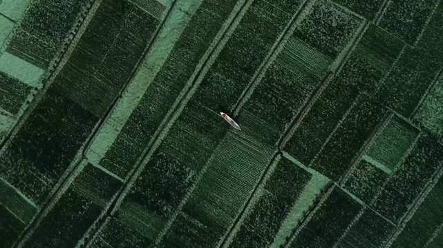 Aerial view of a small boat navigating through a vibrant green seaweed farm in the shallow waters of Nusa Penida, Bali, Indonesia.