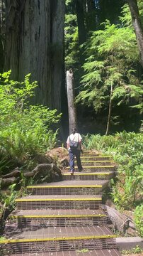 Senior hiker walking on the Grove of Titans boardwalk in Redwood National and State Parks