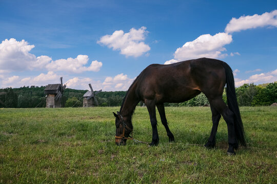 A brown horse grazing in a field near wooden windmills in Pyrohiv