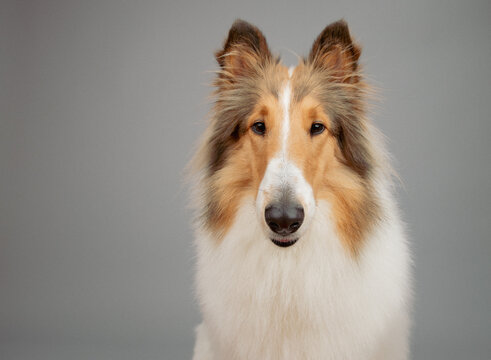 Close-up portrait of a sable and white Rough Collie sitting in front of a grey background