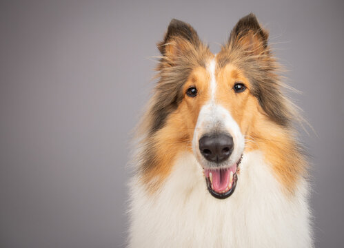 Close-up portrait of a happy sable and white Rough Collie sitting in front of a grey background