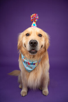 Portrait of a happy golden retriever wearing a party hat and birthday scarf sitting in front of a purple background