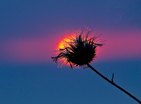 Silhouette of plant against a setting sun, Lefkada, Greece