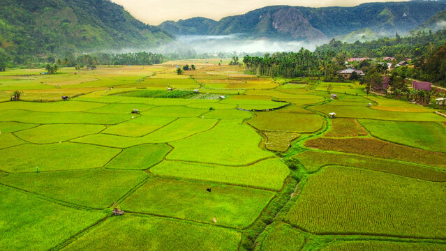Aerial view of green Rice Fields in an alpine valley, Payakumbuh, West Sumatra, Indonesia