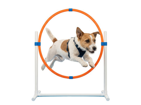 Small jack russell terrier dog jumping through an orange agility hoop in a fun pet competition training session isolated on transparent background