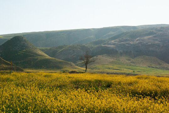 Lone tree growing amongst Yellow wildflowers in an alpine landscape on a spring day, Turkey
