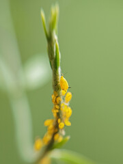 Los insectos son amarillos y están trabajando en la planta © Alexis Ayala