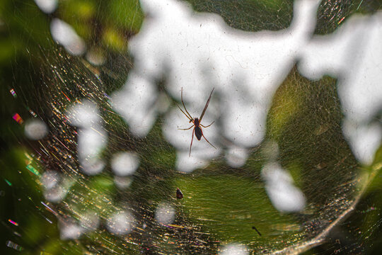 La ara&ntilde;a est&aacute; dentro de su red