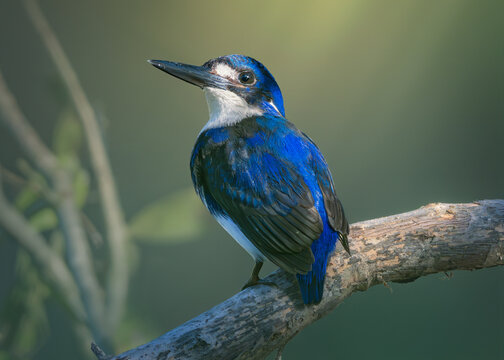Close-up rear view of a wild little kingfisher (Ceyx pusillus) perched on a paperbark (Melaleuca quinquenervia) branch looking sideways, Queensland, Australia