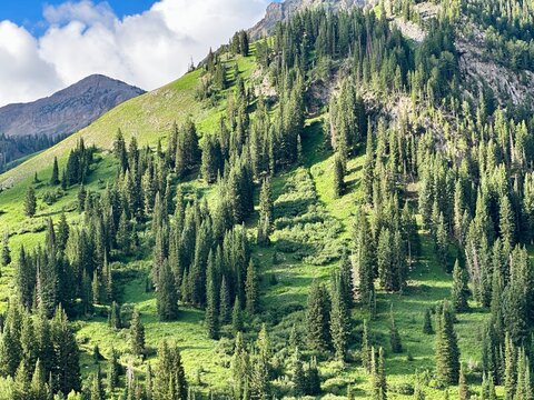 Conifer trees (Evergreens) growing on the glacially-carved Wasatch Mountains, Little Cottonwood Canyon, Alta, Utah, USA