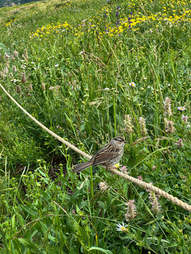 Side view of a white-crowned sparrow (Zonotrichia leucophrys) perched on a rope in a wildflower meadow on a summer day, Albion Basin, Little Cottonwood Canyon, Salt Lake City, Utah, USA