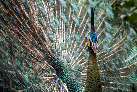 Full frame close-up of a peacock displaying its tail feathers