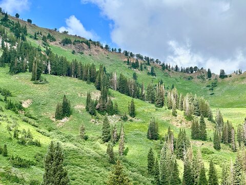 Conifer trees (Evergreens) growing on the glacially-carved Wasatch Mountains, Little Cottonwood Canyon, Alta, Utah, USA
