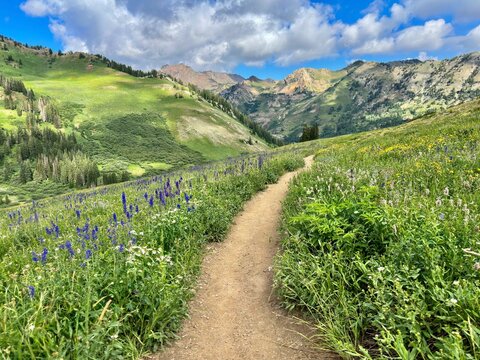 Dirt footpath through a meadow of wildflowers on a summer day, Albion Basin, Little Cottonwood Canyon, Salt Lake City, Utah, USA