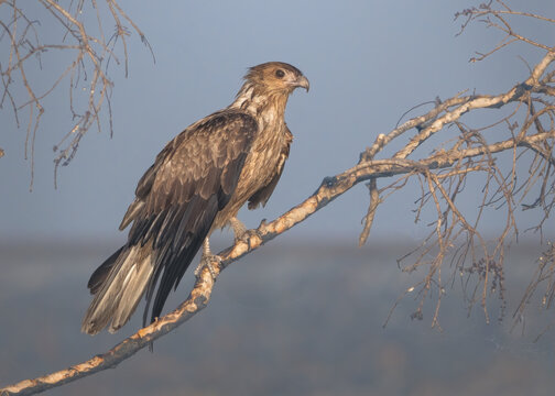 Close-up side view of a wild whistling kite (Haliastur sphenurus) perched on a tree branch, Australia