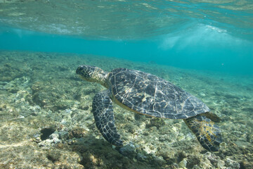 Green sea turtle swimming underwater off of Hawaii © willtu