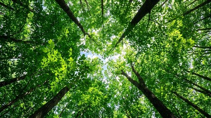 Fototapeta premium Lush Verdant Forest Canopy View from Below Capturing Dense Green Foliage and Sunlit Summer Leaves with Thriving Trees in a Pristine Woodland Environment Under Bright Daylight Representing