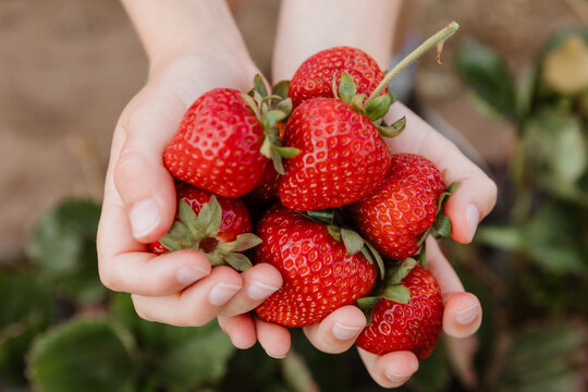 Close-up of a person standing in a garden holding a handful of freshly picked strawberries