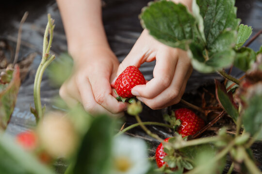 Close-up of a person picking fresh strawberries in a vegetable garden