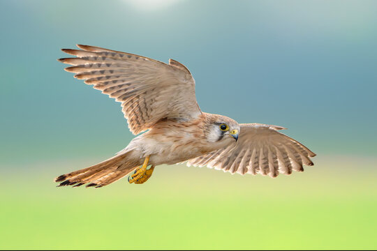 Close-up side view of a wild nankeen kestrel (Falco cenchroides) in flight with a blurred background, Australia