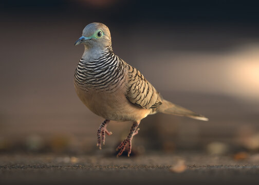 Close-up of a wild peaceful dove (Geopelia placida) in mid air as it hops along a paved street in dynamic light, Australia