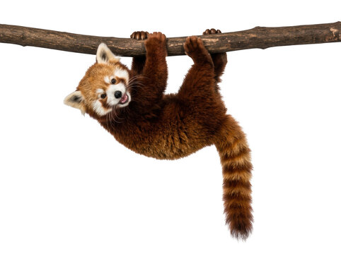 Cute red panda hanging from a tree branch looking at the camera isolated on transparent background