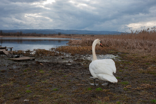 White swan on the shore near the lake. The bird walks on the ground, the way of life of waterfowl in nature.