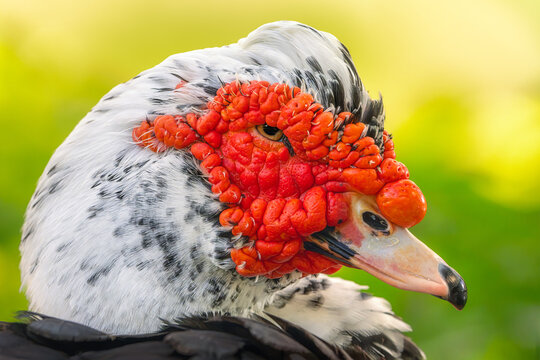 Close-up side view of the head of a male, domestic Muscovy duck (Cairina moschata) in front of a green background, Australia