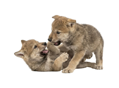 Two cute wolf pups playing and wrestling together isolated on transparent background