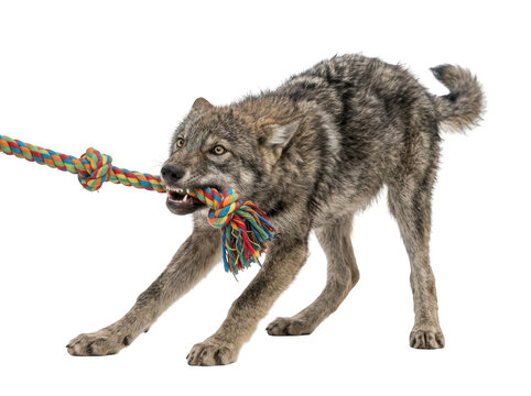 A happy gray wolf playing with a colorful rope toy in a fun game of tug of war isolated on transparent background