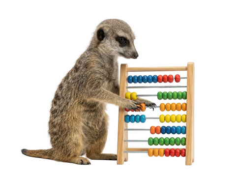A cute meerkat standing and playing with a colorful wooden abacus for learning math and counting numbers isolated on transparent background