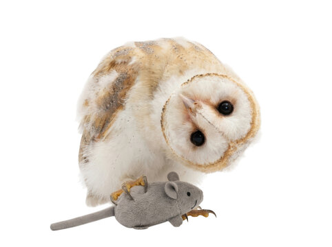 Cute barn owl looking down at a small grey mouse toy isolated on transparent background