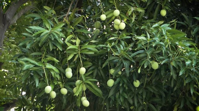 Mango Tree - Green Fruits - MS UHD 4K