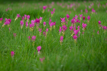 Fototapeta premium Siam Tulip pink flower blooming in forest mountain at Sai Thong National Park Chaiyaphum province Thailand.Unseen in Thailand on rainy season.