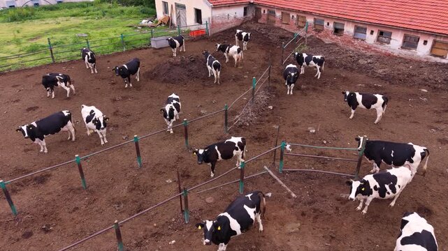 Aerial view of black and white dairy cattle resting and standing inside a fenced farm enclosure, showing livestock management and agricultural animal husbandry.