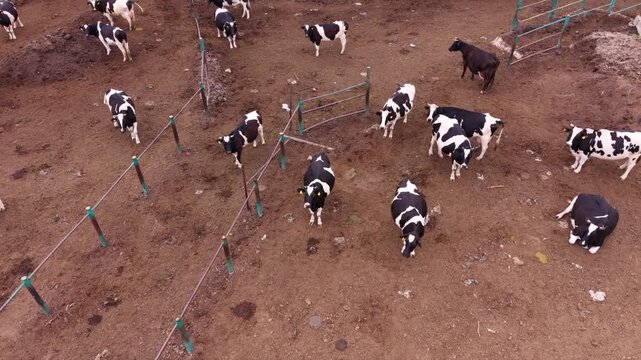 Aerial view of black and white dairy cattle resting and standing inside a fenced farm enclosure, showing livestock management and agricultural animal husbandry.
