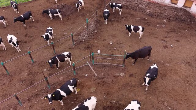 Aerial movement above black and white cattle walking through a divided farm enclosure, with green fence posts and metal gates crossing the brown dirt yard.