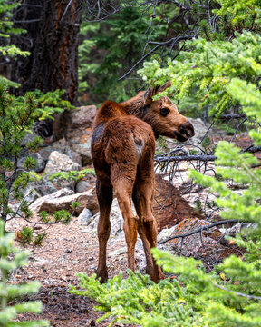 Moose Calf is slowly walking into woods, while looking back to find her mother