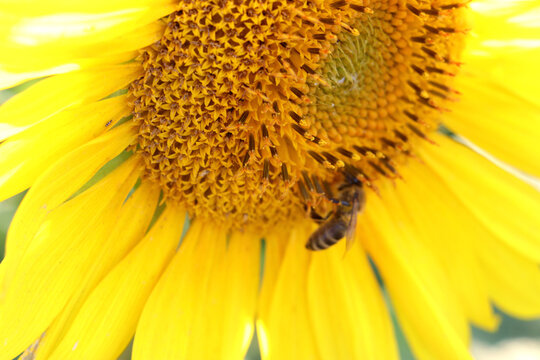 Sunflower and bee - close-up pollination
