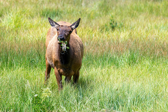 Grazing Elk Cow is eating grasses alone under a sunny day