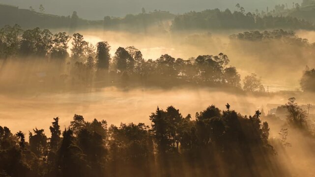 Aerial view of Dieng Plateau with golden morning light filtering through dense mist and lush trees in Indonesia.
