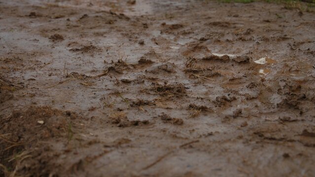 Wet brown mud creating a rough texture with visible footprints and small puddles, reflecting recent rain and forming a messy surface outdoors