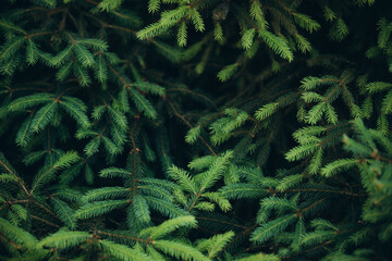 Evergreen pine tree branches forming green texture background © Iryna