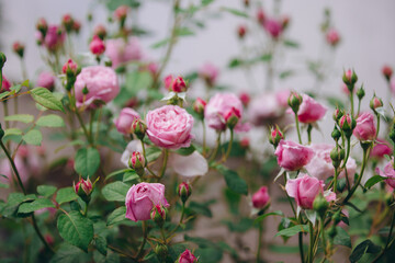 Fototapeta premium Pink roses blooming in a garden bush