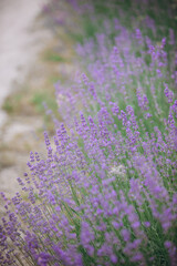 Fototapeta premium Blooming lavender field showing purple flowers